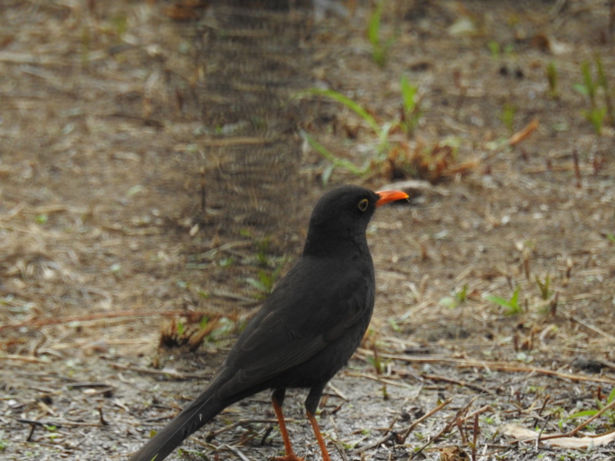 Chiguanco Thrush - ML638720198