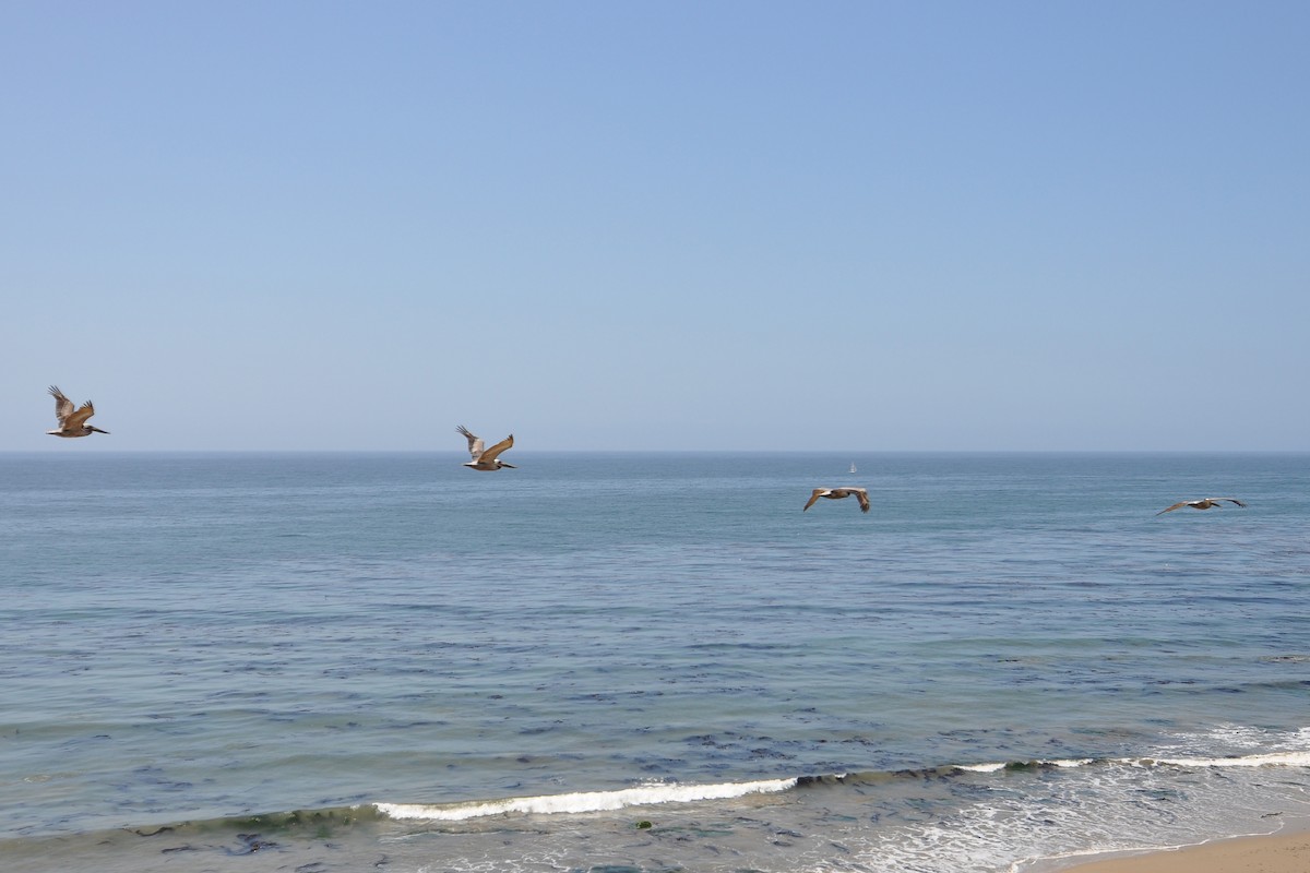 Brown Pelican - ML638720203
