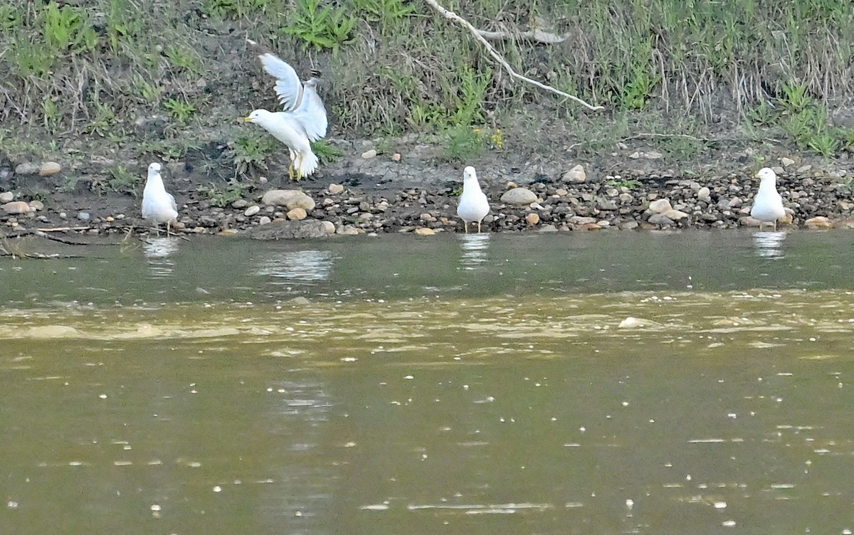 Ring-billed Gull - ML638720225