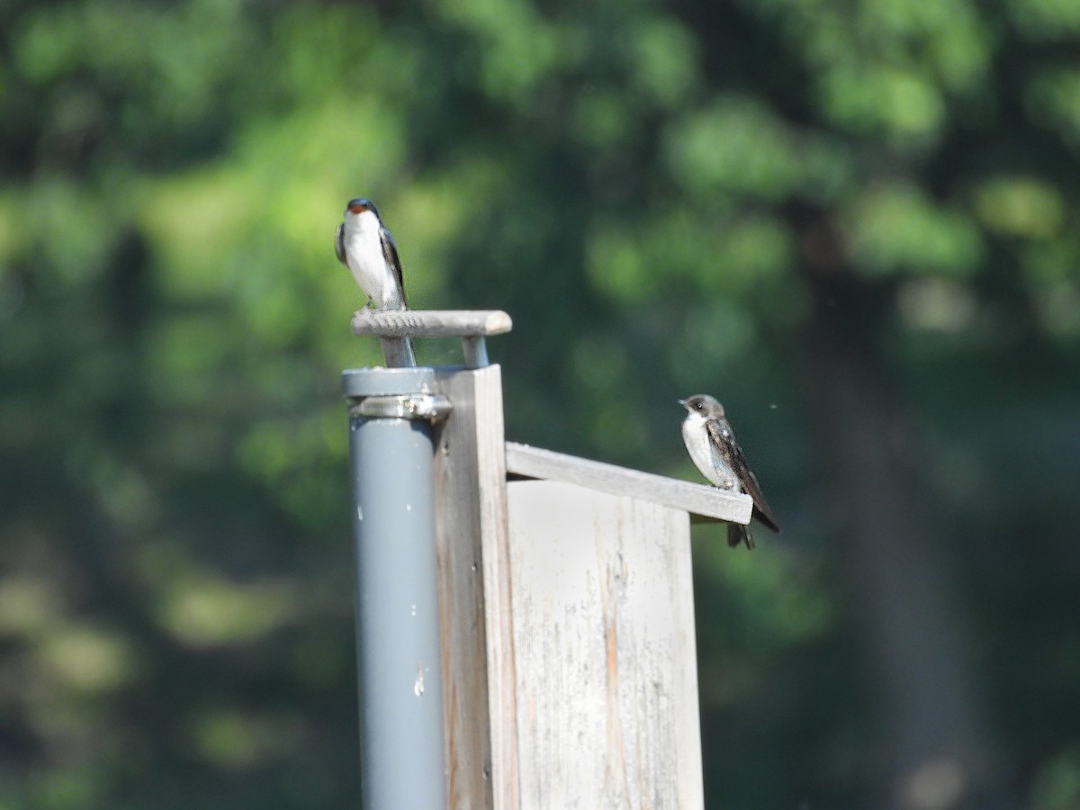 Tree Swallow - ML638720241