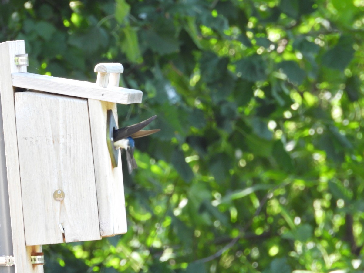 Tree Swallow - ML638720245
