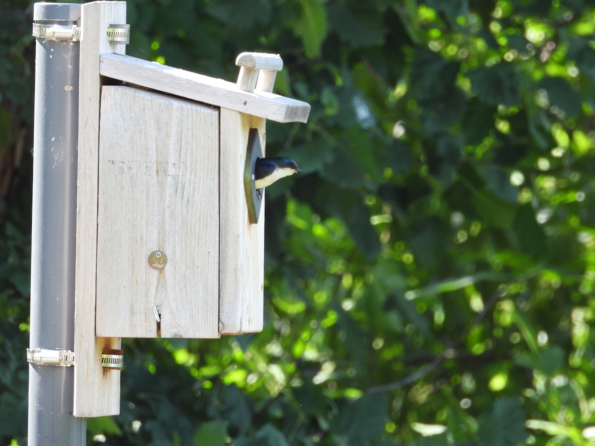 Tree Swallow - ML638720246