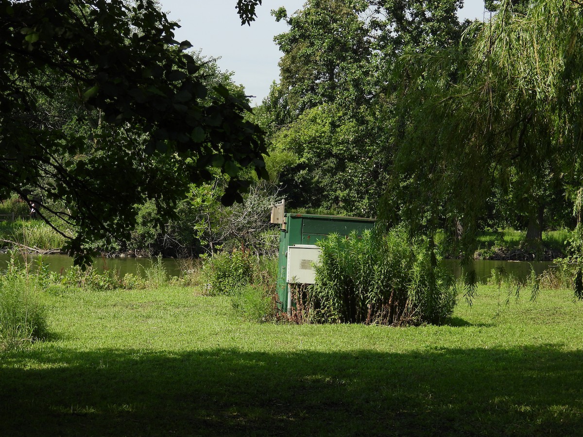 Tree Swallow - ML638720247
