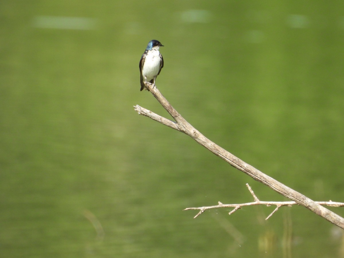 Tree Swallow - ML638720248