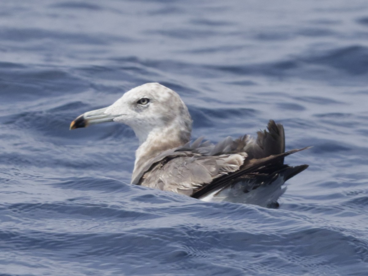Black-tailed Gull - ML638720266