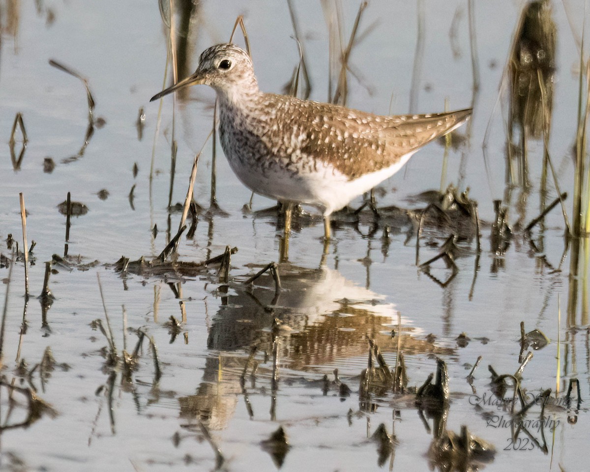Solitary Sandpiper - ML638720286