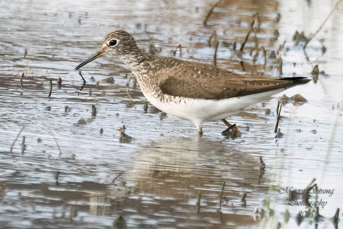 Solitary Sandpiper - ML638720287