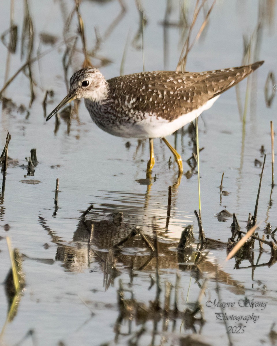 Solitary Sandpiper - ML638720288
