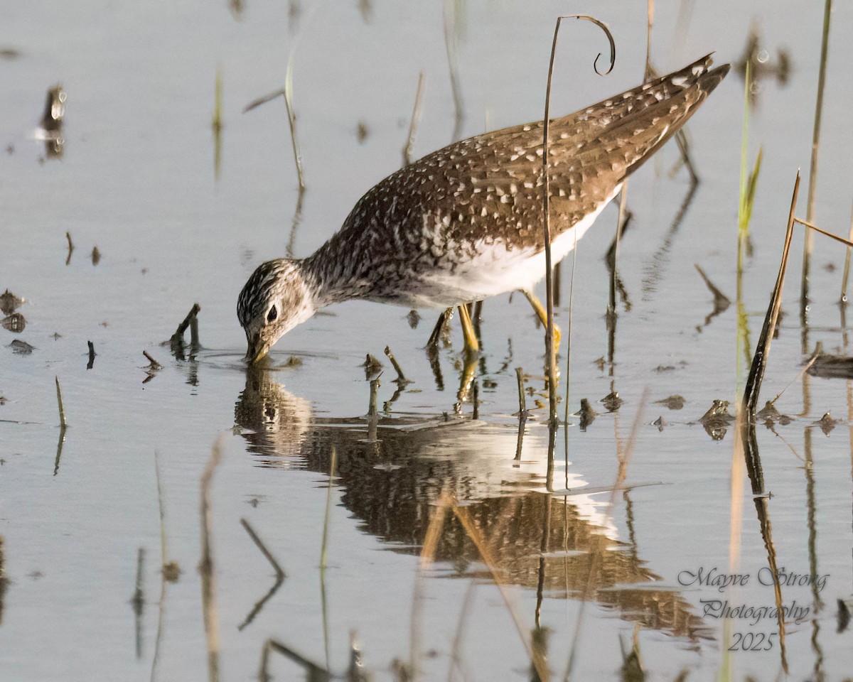 Solitary Sandpiper - ML638720289