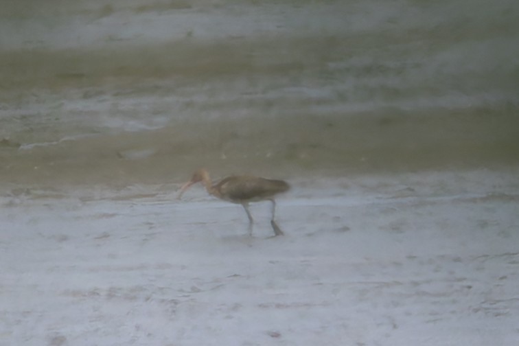 Ibis blanc - ML638720298