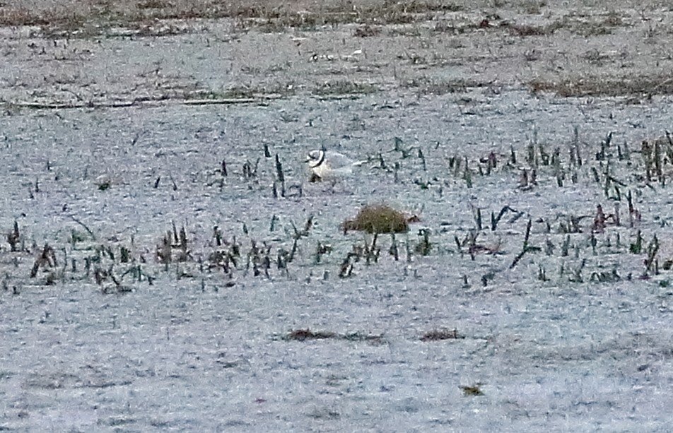 Piping Plover - ML638720346