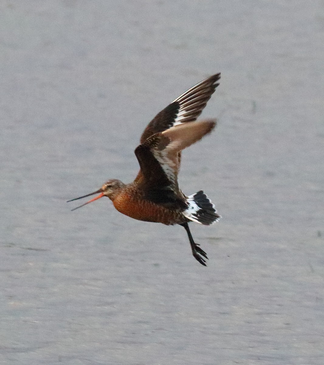 Hudsonian Godwit - ML638720353
