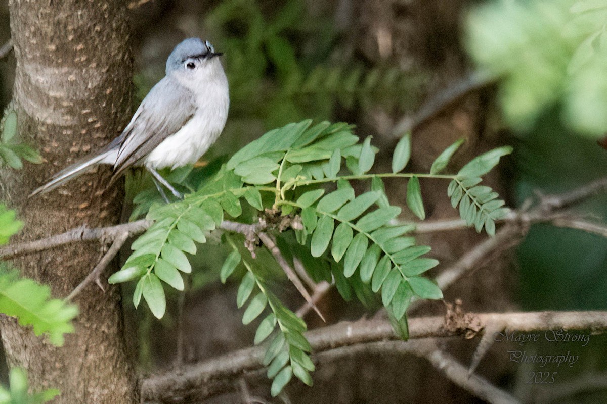 Blue-gray Gnatcatcher - ML638720375