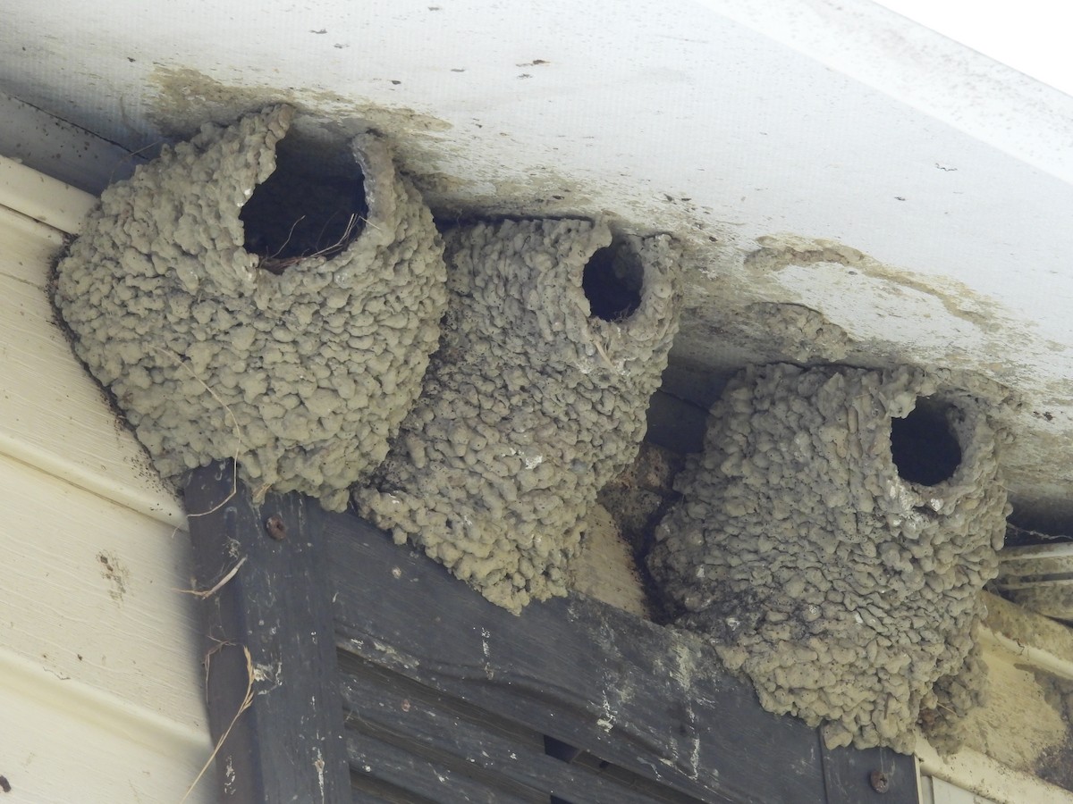 Cliff Swallow - ML638720377