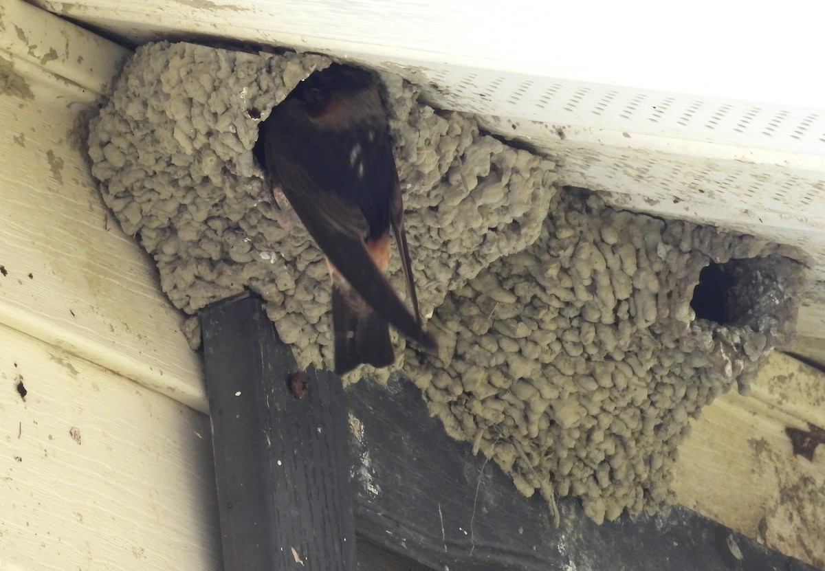 Cliff Swallow - ML638720380