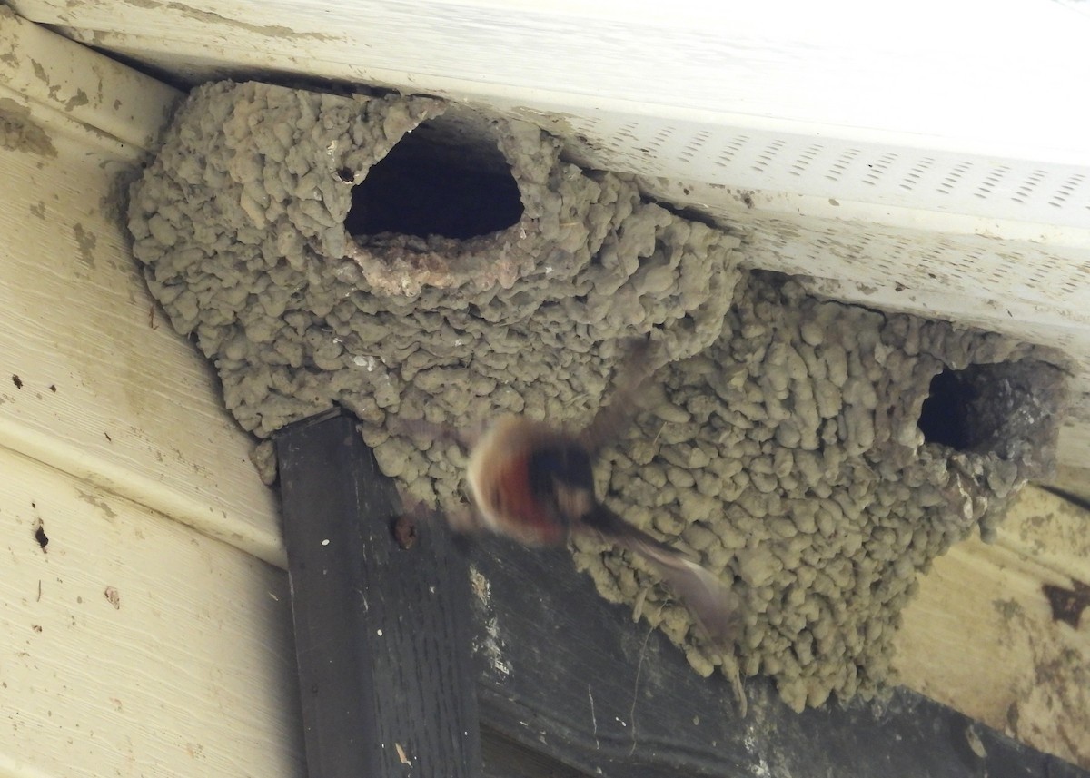 Cliff Swallow - ML638720384