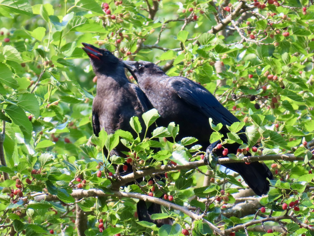 American Crow - ML638720420