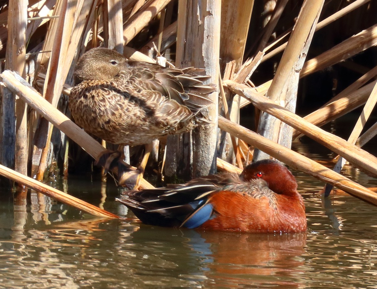 Cinnamon Teal - ML638720432