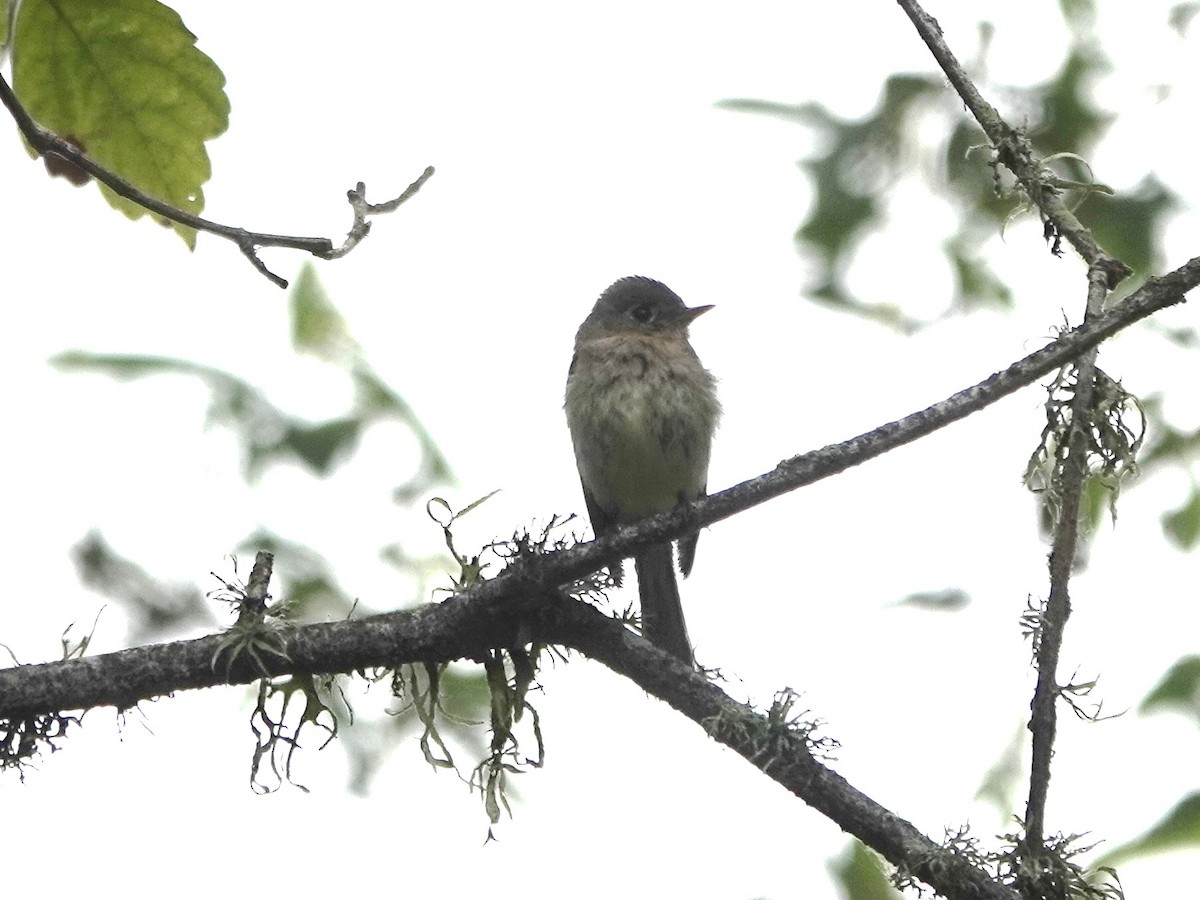 Western Flycatcher - ML638720444