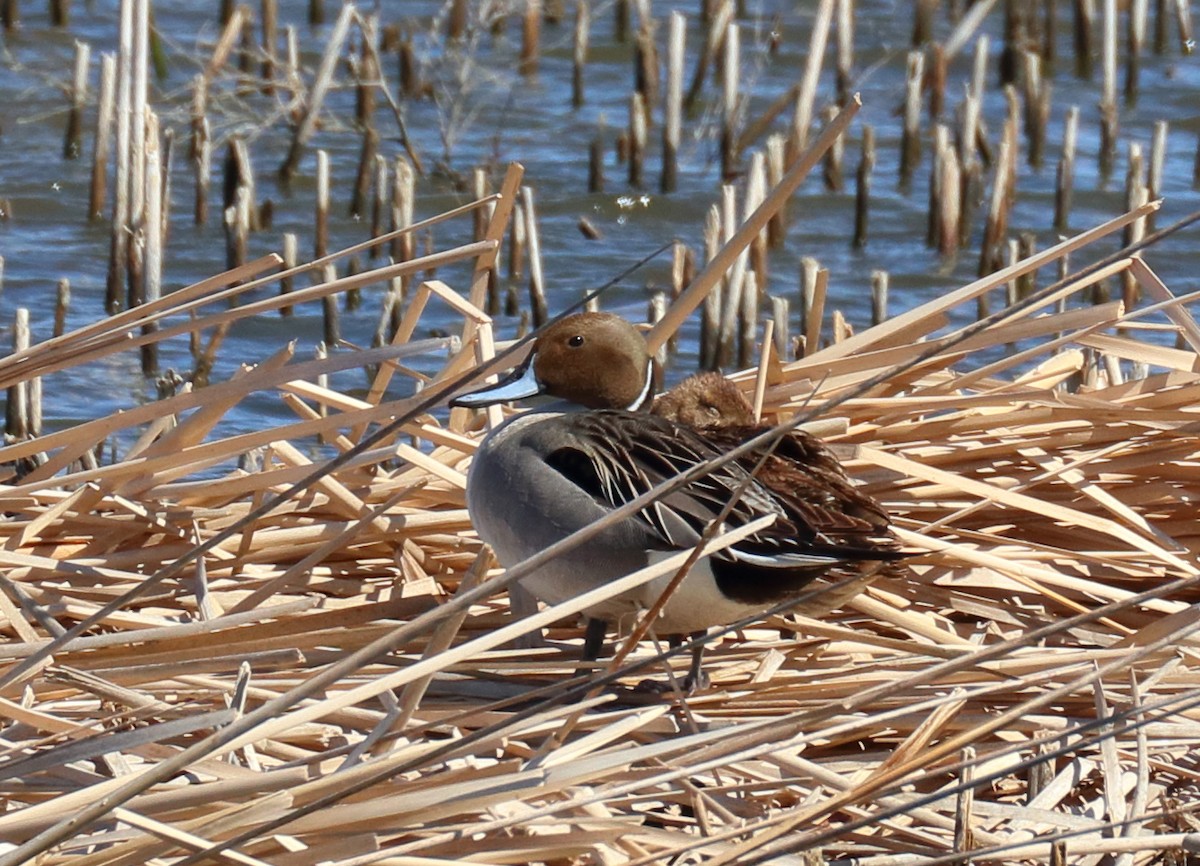 Northern Pintail - ML638720493