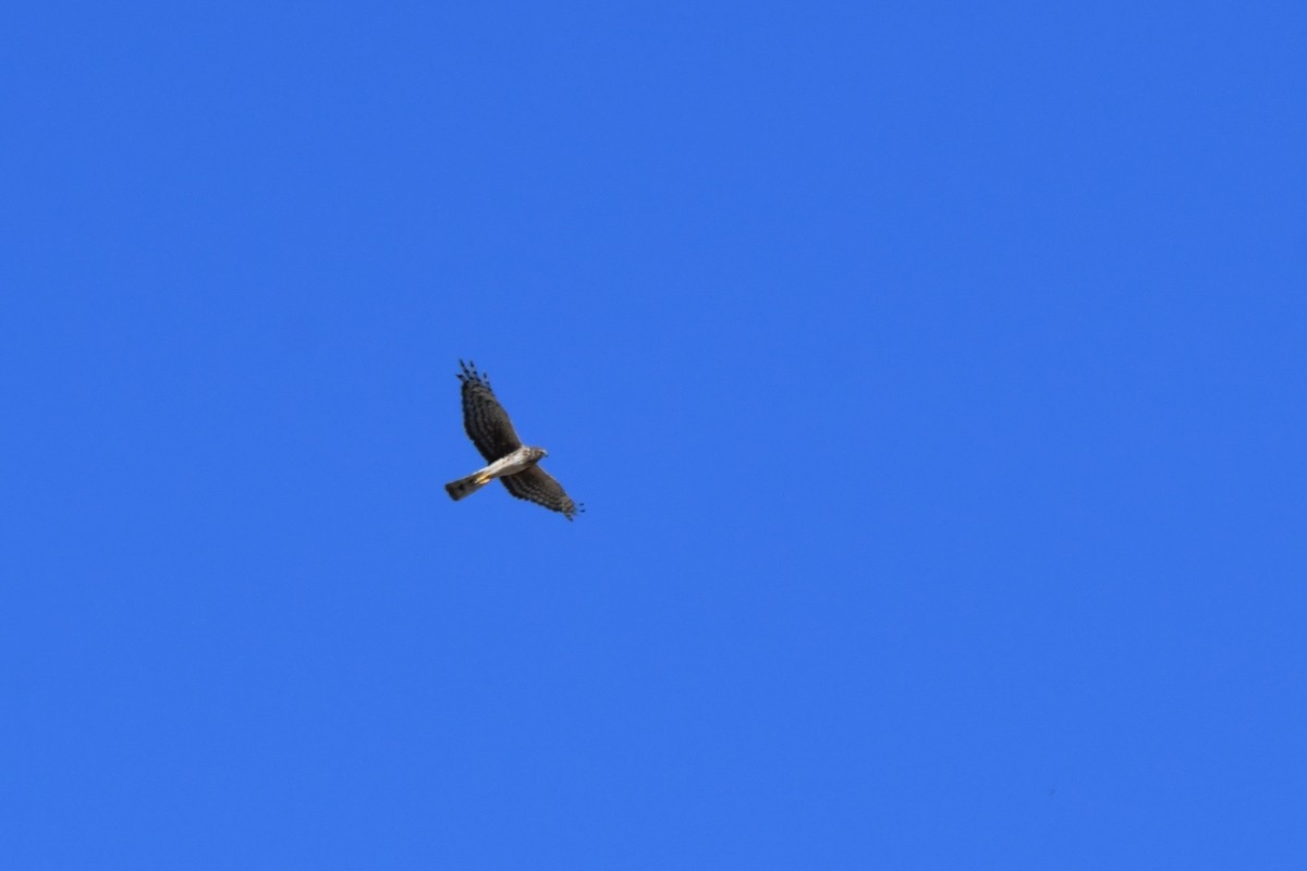 Northern Harrier - ML638720513
