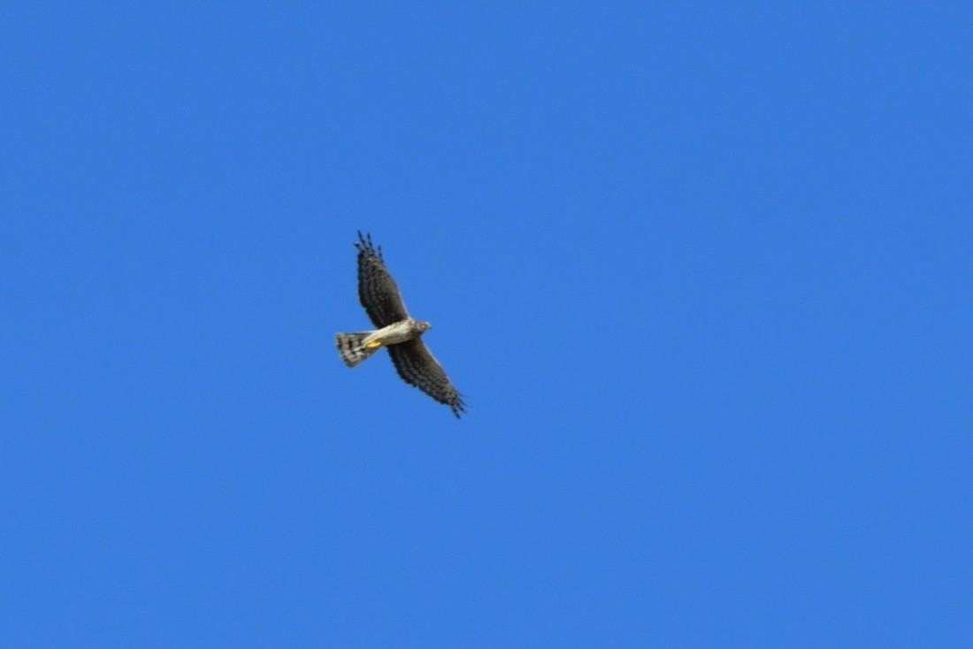 Northern Harrier - ML638720514