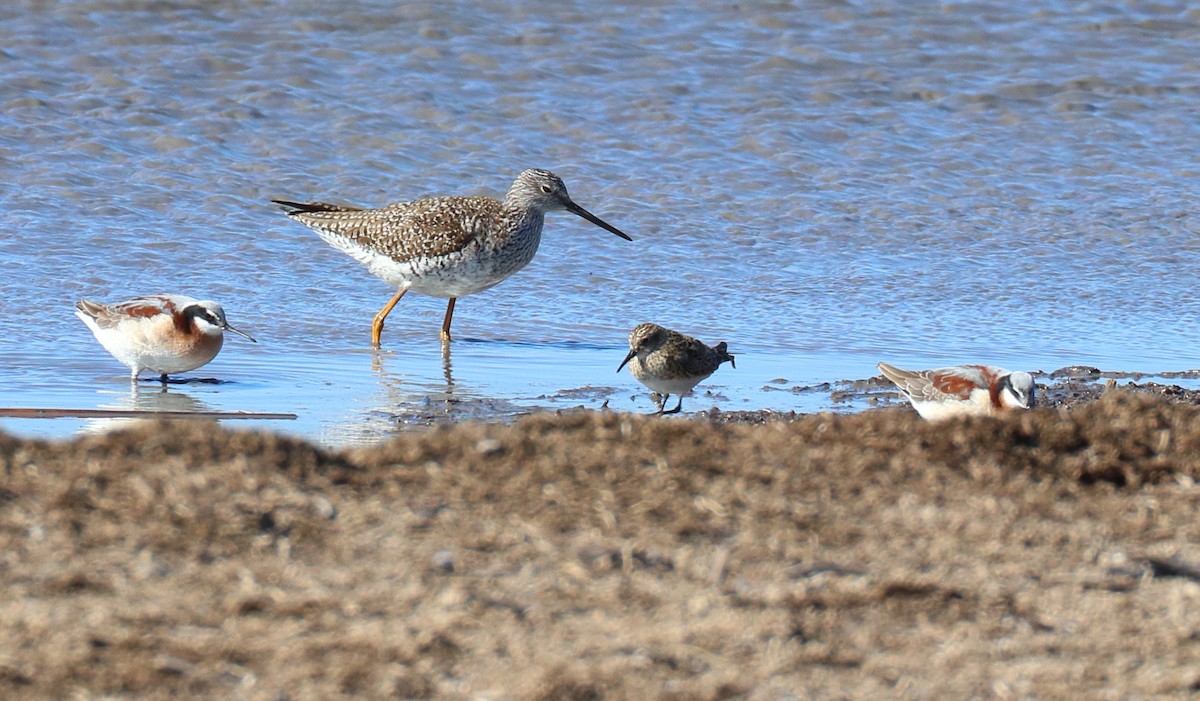 Greater Yellowlegs - ML638720529