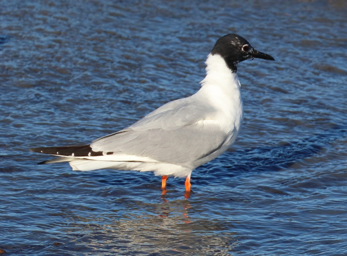 Bonaparte's Gull - ML638720541
