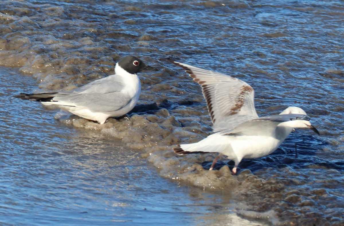 Bonaparte's Gull - ML638720543