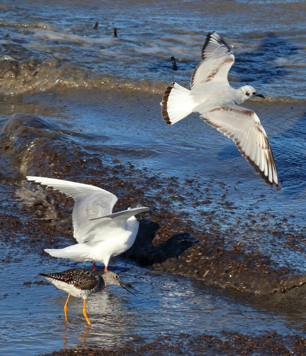 Bonaparte's Gull - ML638720548