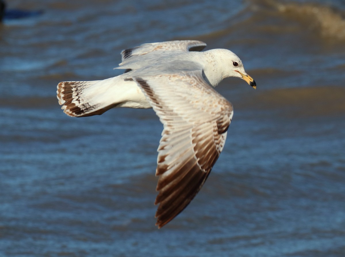Ring-billed Gull - ML638720562