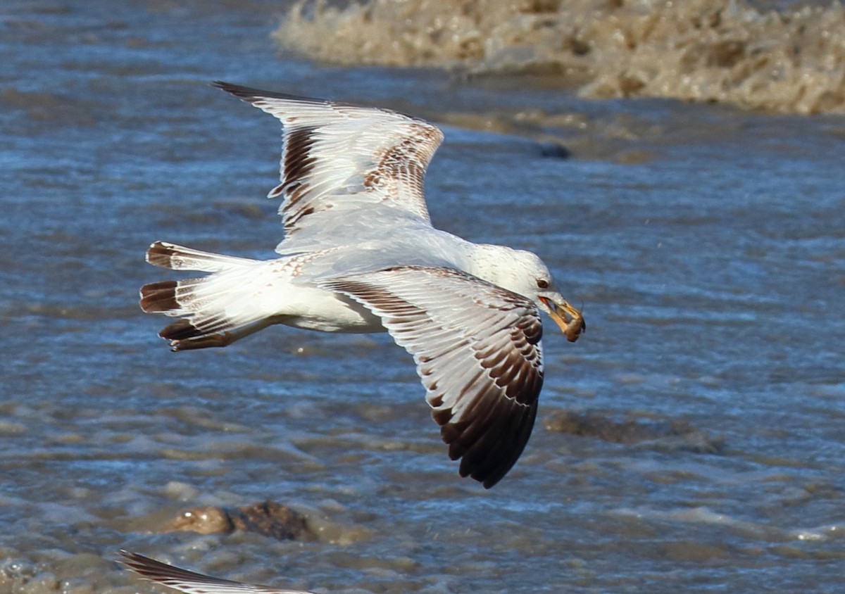 Ring-billed Gull - ML638720566