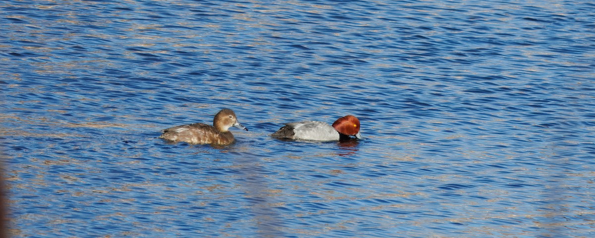 Redhead - ML638720578