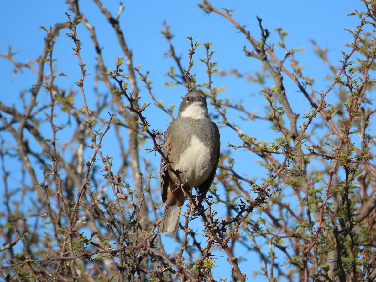Diuca Finch - ML638720580