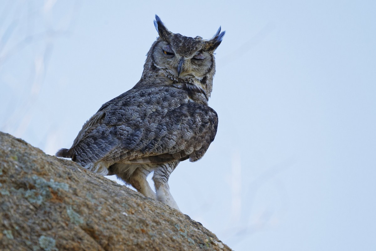 Great Horned Owl - ML638720583