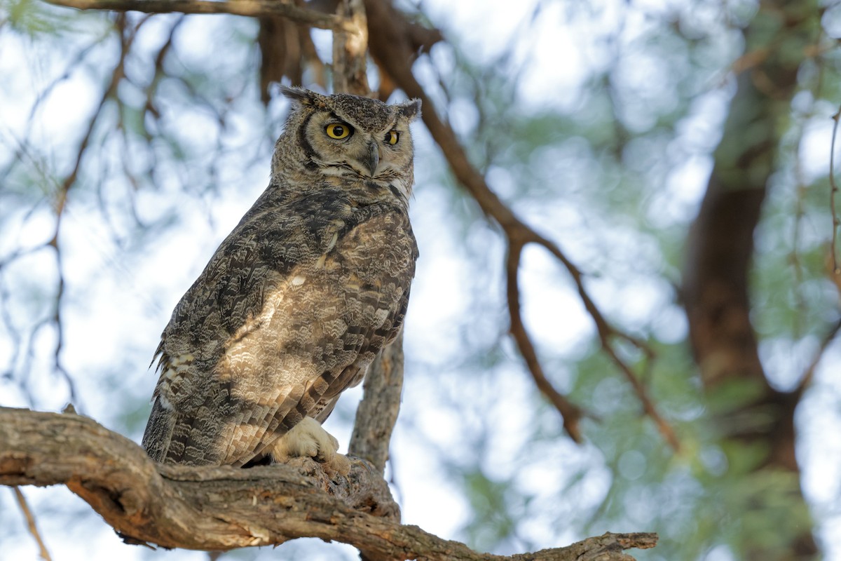 Great Horned Owl - ML638720585