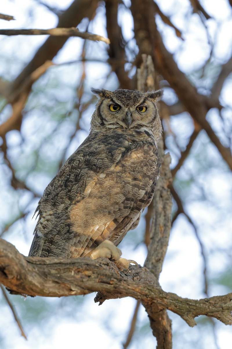 Great Horned Owl - ML638720586