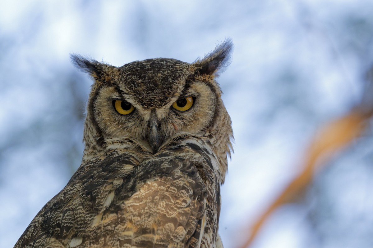 Great Horned Owl - ML638720587