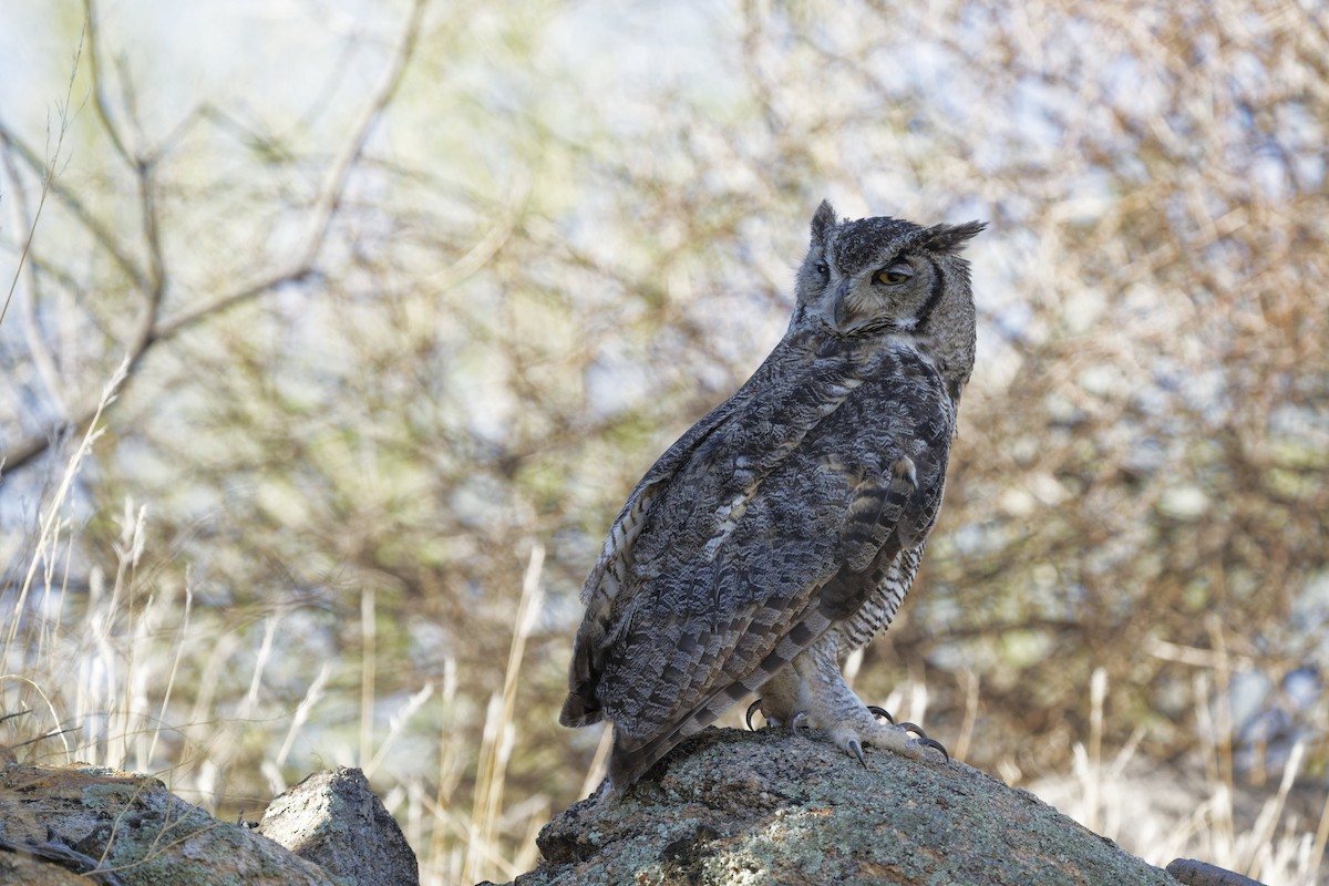 Great Horned Owl - ML638720589