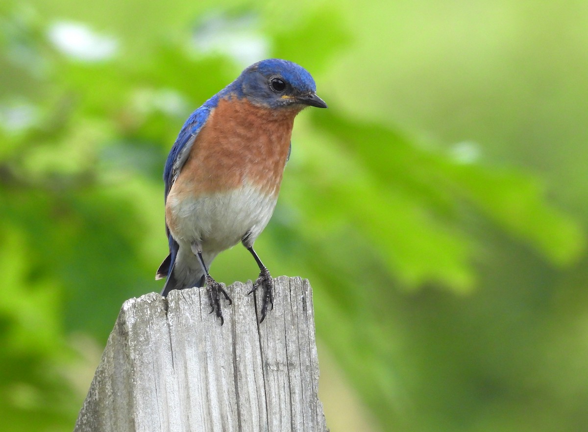 Eastern Bluebird - ML638720610