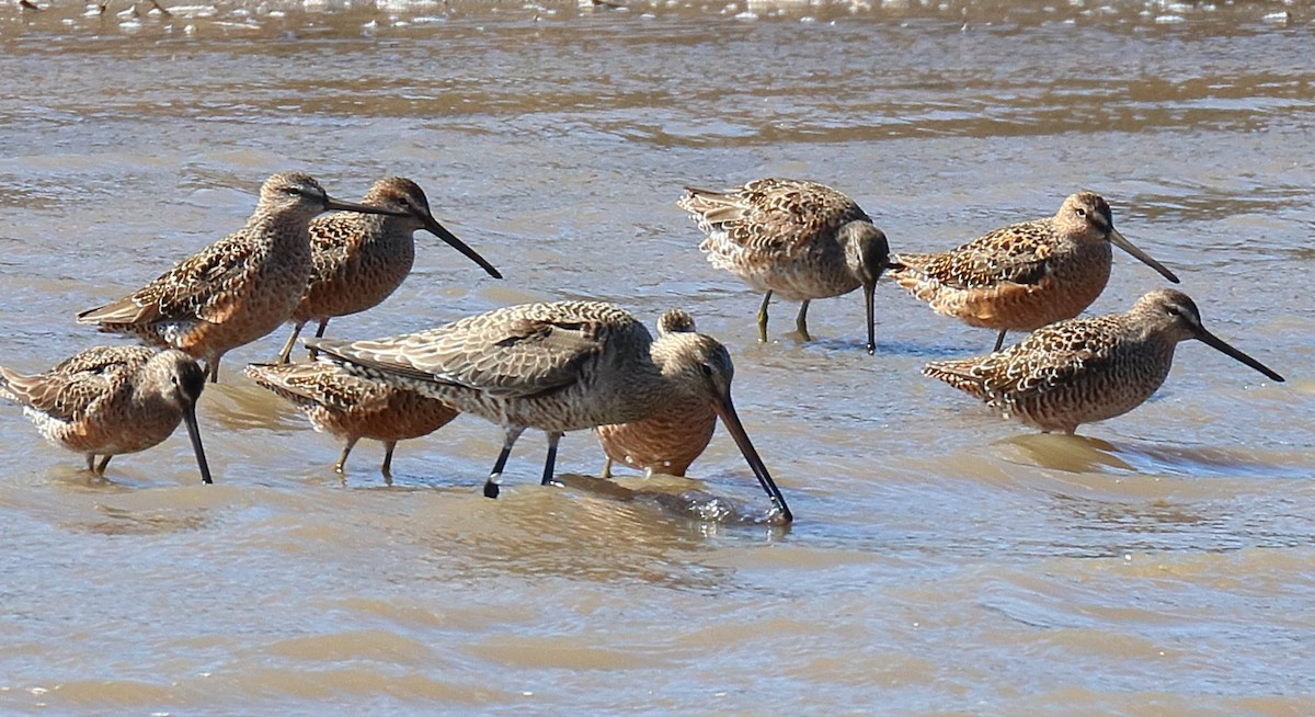 Hudsonian Godwit - ML638720614