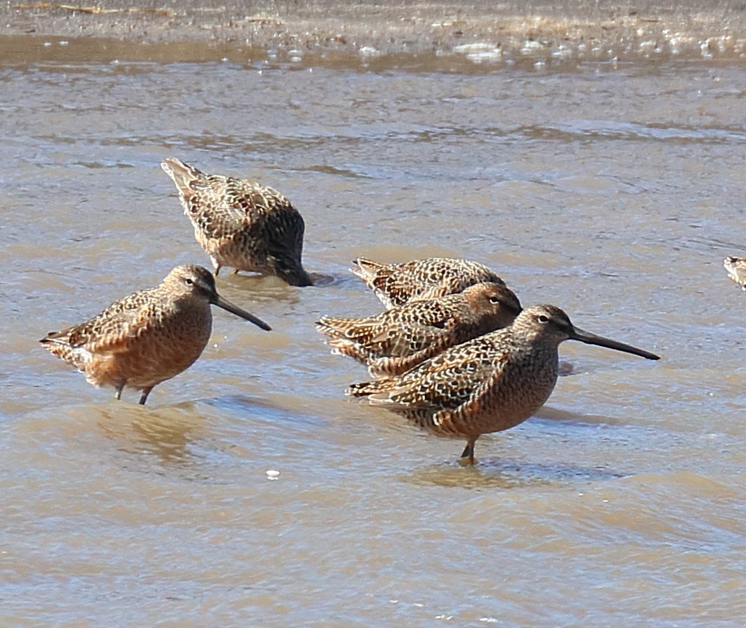 Long-billed Dowitcher - ML638720624