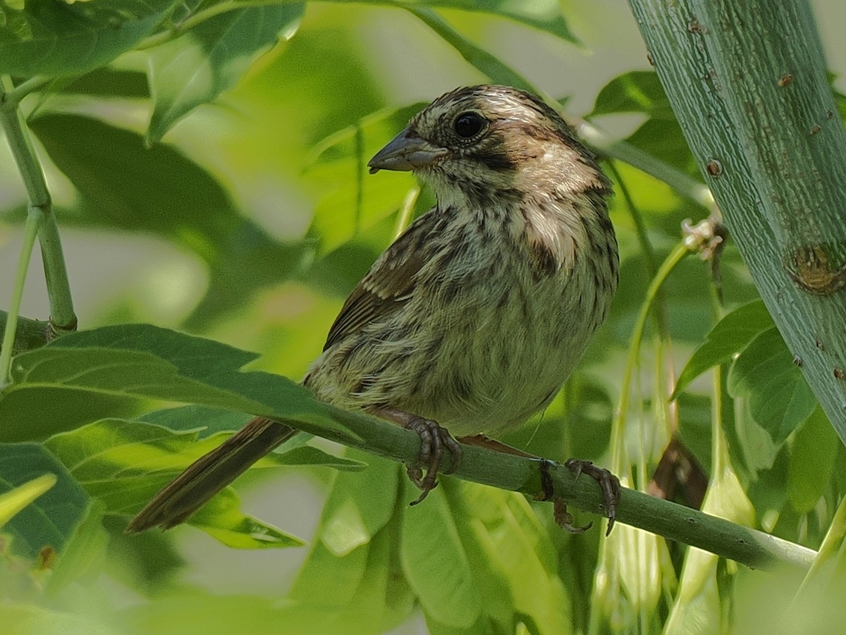 Song Sparrow - ML638720645