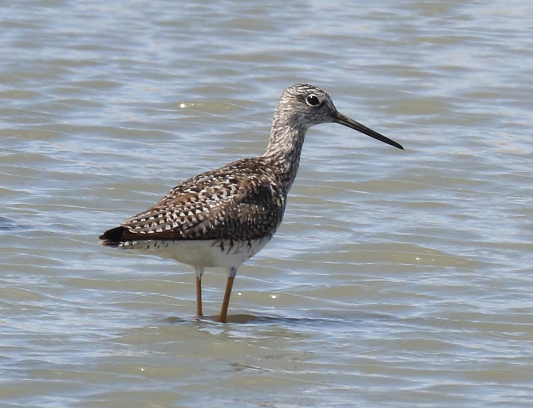 Lesser Yellowlegs - ML638720646