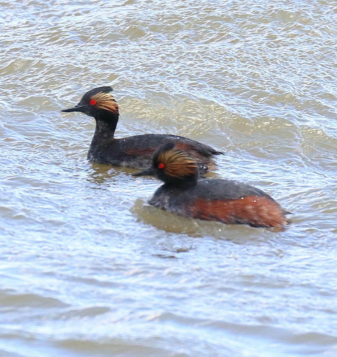 Eared Grebe - ML638720675
