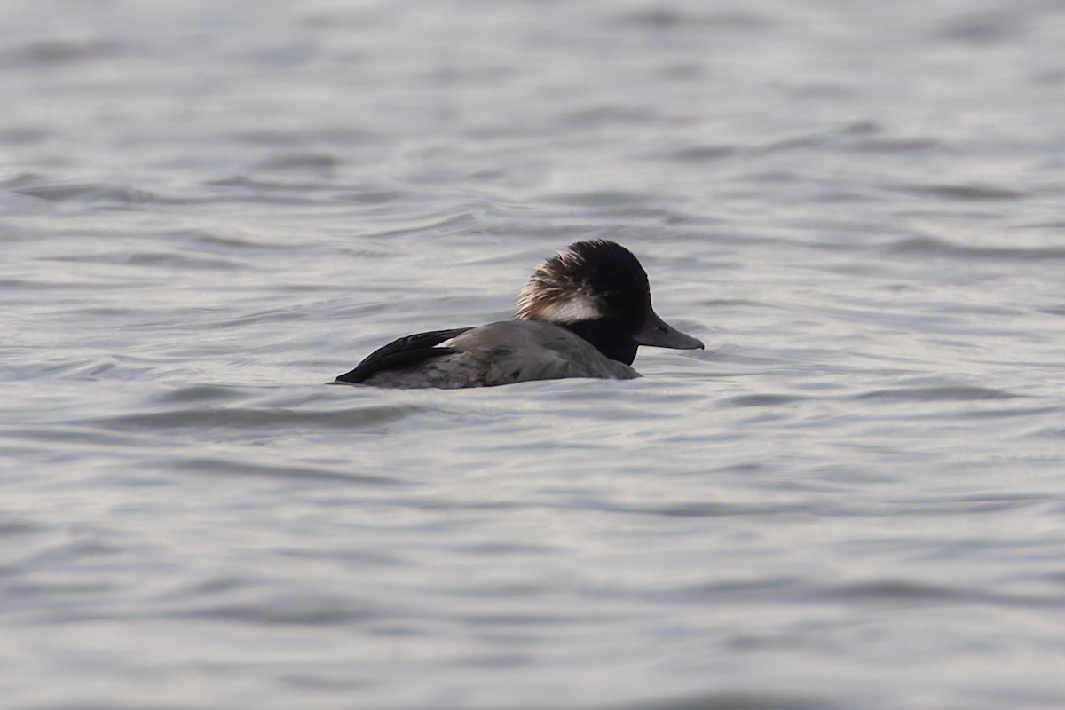 Bufflehead - ML638720716