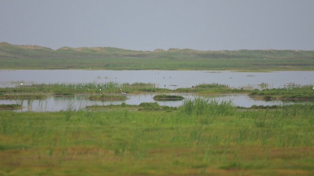Black-necked Stilt - ML638720726