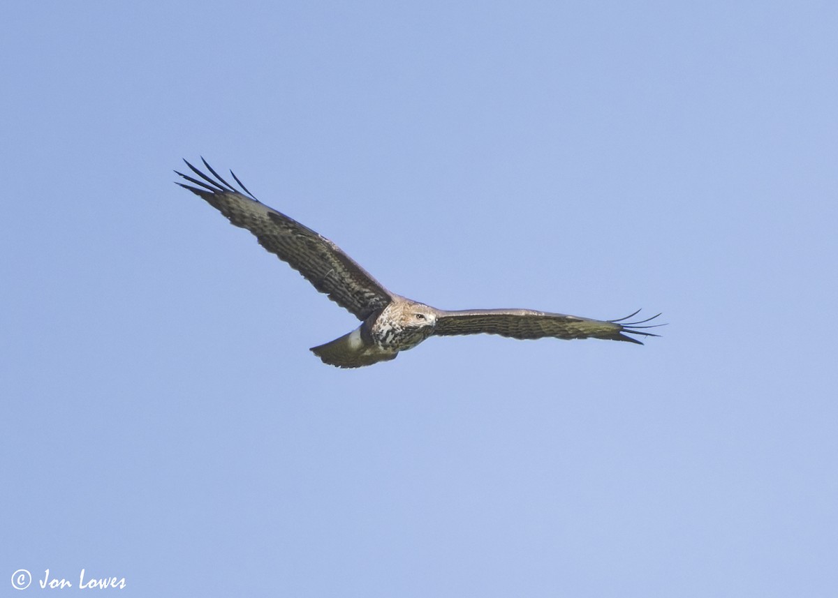 Common Buzzard (Western) - ML638720775