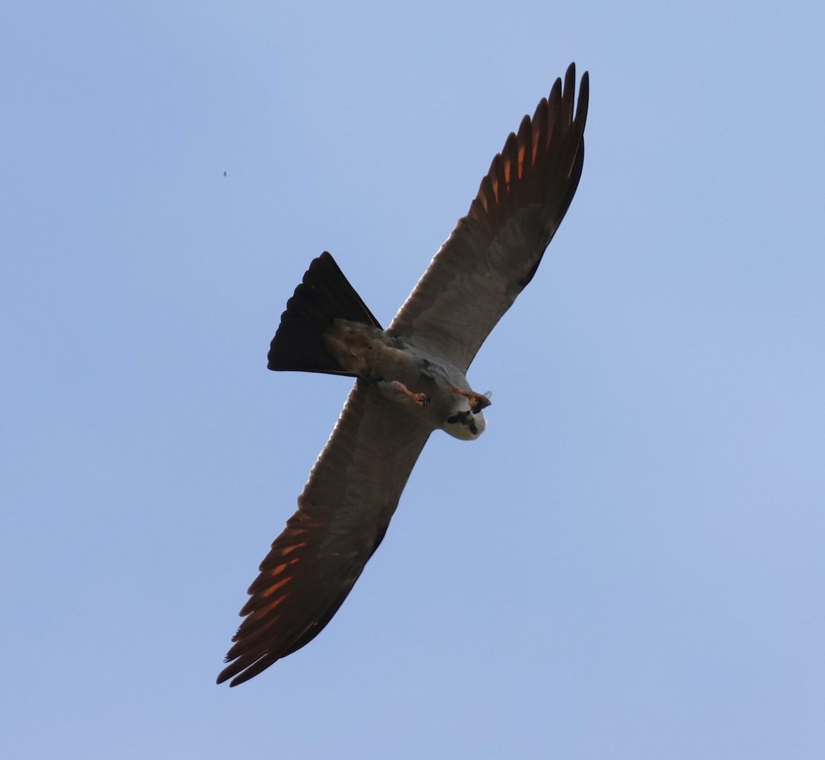 Mississippi Kite - ML638720882