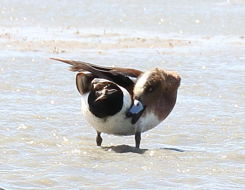 Canard d'Amérique - ML638720895